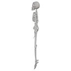 Faux Skeleton Decoration, White, 35", Halloween by Way To Celebrate