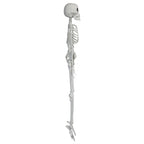 Faux Skeleton Decoration, White, 35", Halloween by Way To Celebrate